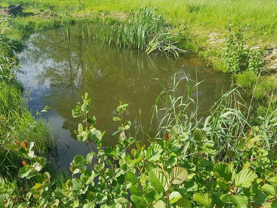 Wasser sichert Leben am Artenhof