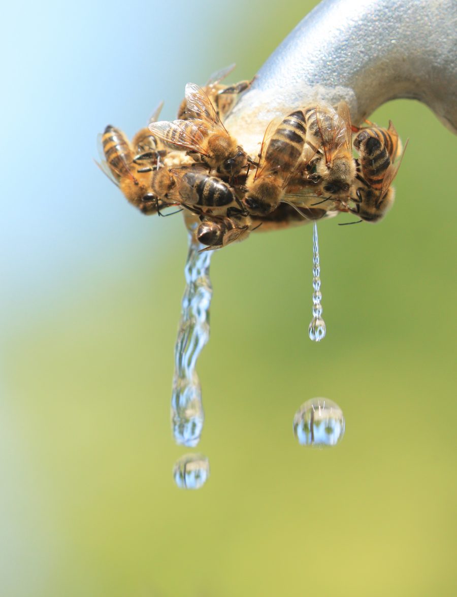 Bienen so durstig wie Elefanten am Zentralfriedhof